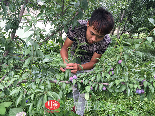 圖為：村民忙著采收自家果園脆紅李