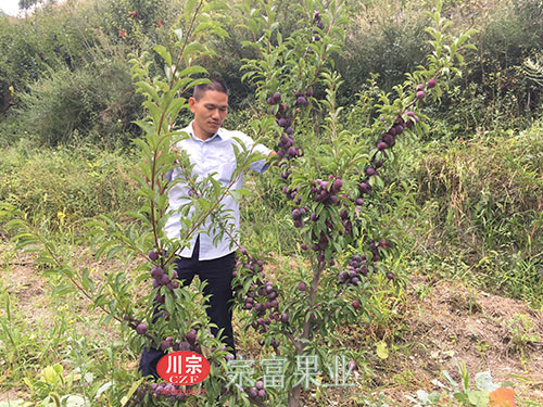 圖為：“宗富果業”李斌與兩年生脆紅李苗