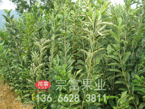 九家種板栗苗