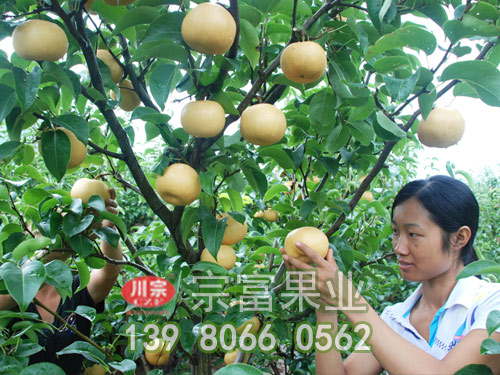 圓黃梨苗