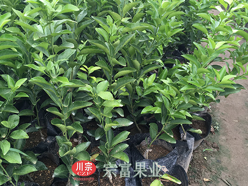 圖為：“宗富果業”春見杯苗