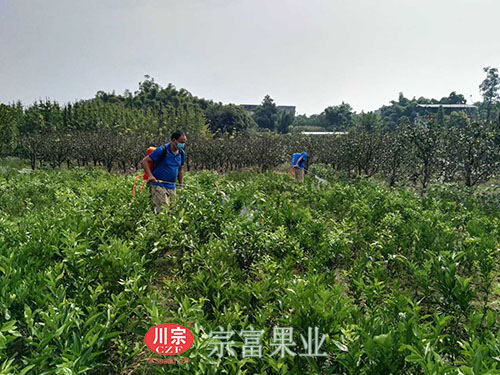 圖為：“宗富果業”技術員對春見柑橘苗噴施農藥