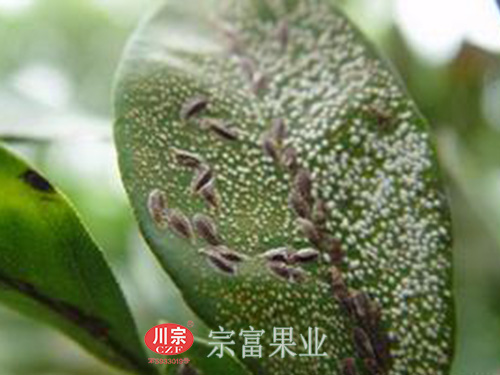 圖為：柑橘葉片受矢尖蚧為害