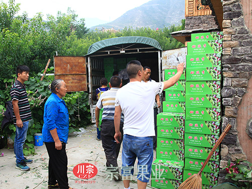 圖為：八月青脆李裝車