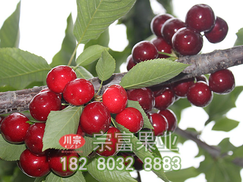 紅燈櫻桃