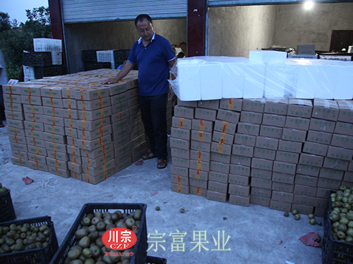 圖為：“宗富果業”李強指導包裝的獼猴桃