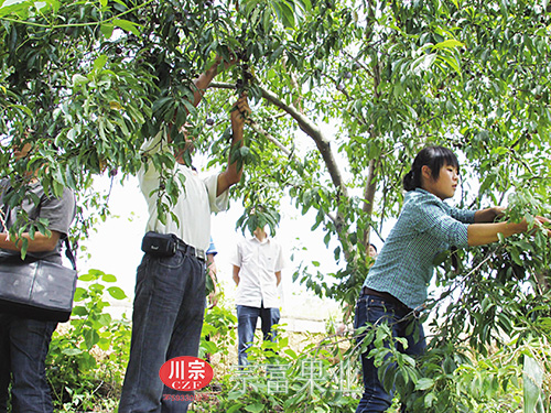圖為：各路遊客果園采摘脆紅李