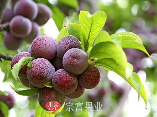 圖為：眉山丹棱脆紅李掛滿枝頭
