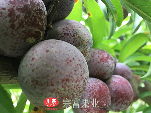 圖為：宣漢廟安的脆紅李掛滿枝頭