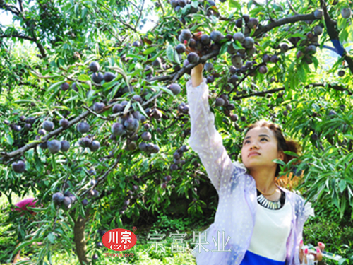 圖為：遊客采摘新鮮香甜的脆紅李