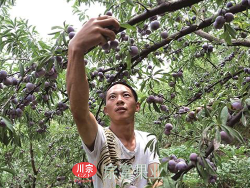 圖為：脆紅李采摘很受市民歡迎
