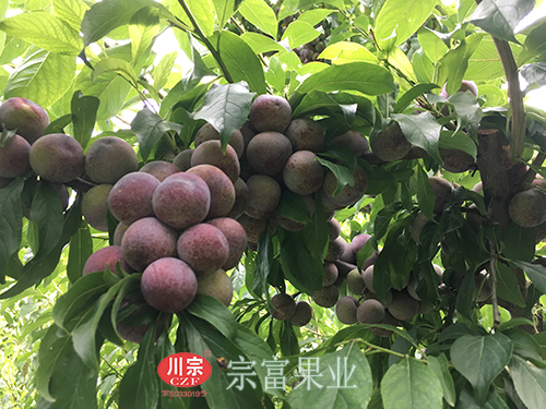 圖為：順龍鄉脆紅李樹上碩果累累