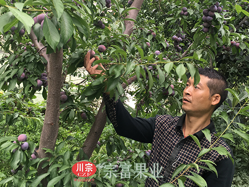 圖為：彭總在他的脆紅李園中采摘果子