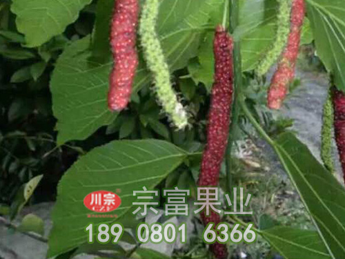 台灣長果桑