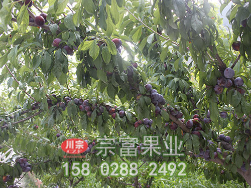 脆紅李