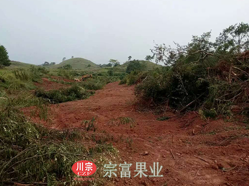 圖為：按照“宗富果業”技術員指導翻土整園