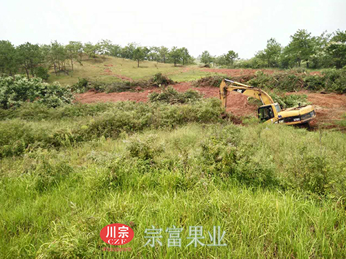 圖為：挖掘機整理果園現場
