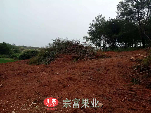 圖為：廣東黃總開出的荒地一角