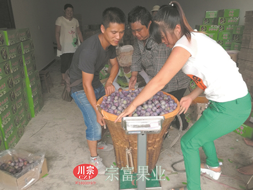 圖為：收購商為脆紅李稱重