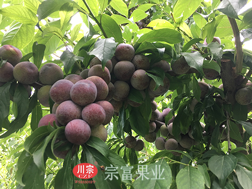 圖為：古藺脆紅李掛滿枝頭