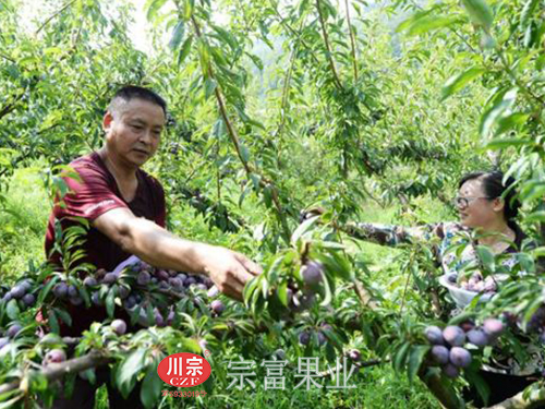 圖為：遊客在古藺采摘脆紅李