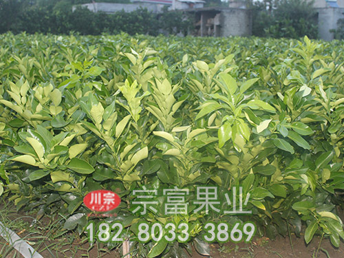 紅肉蜜柚苗