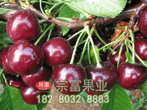 烏克蘭櫻桃