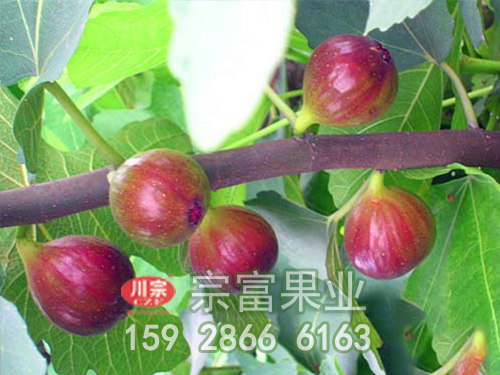 波姬紅無花果