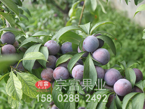 脆紅李苗果