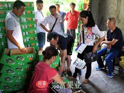 圖為：為脆紅李打包裝箱
