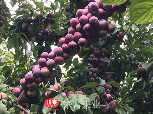 圖為：脆紅李結滿枝頭
