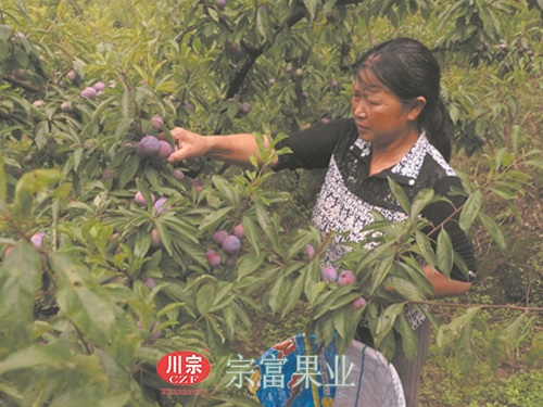 圖為：河壩村村民在果園采收脆紅李