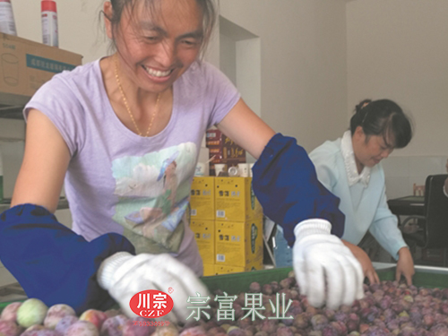 圖為：村民在進行脆紅李分級