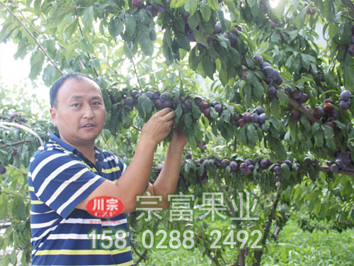脆紅李