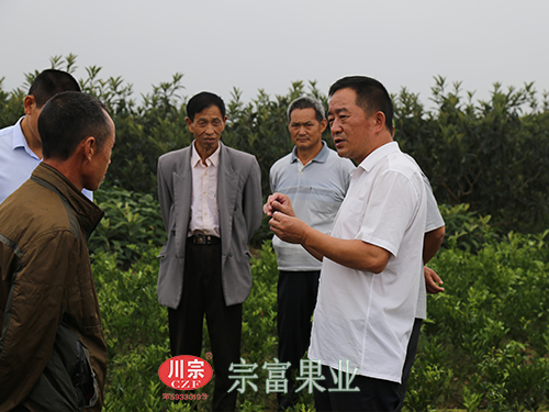 圖為：“宗富果業”裴忠富下地講種植技術