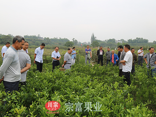 圖為：金堂縣果農朋友到“宗富果業”實地考察