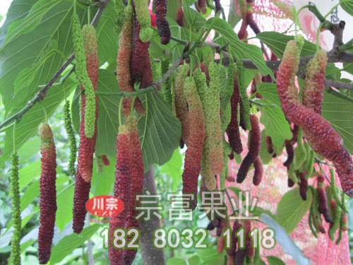 長果桑