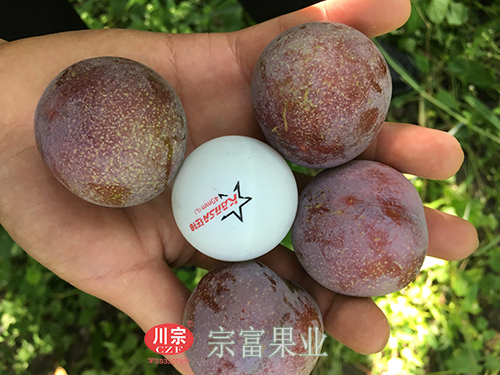 圖為：乒乓球不及脆紅李個頭大