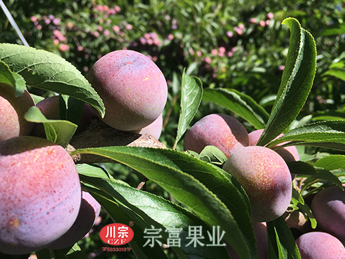 圖為：茂縣脆紅李掛滿枝頭