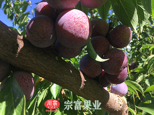 圖為：茂縣脆紅李色澤喜人