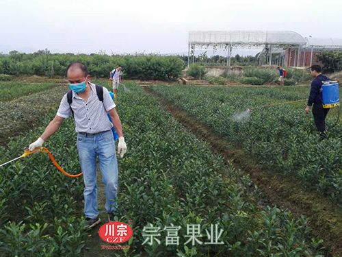 圖為：“宗富果業”鄭萬清為柑橘苗噴施農藥