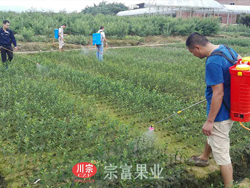 圖為：“宗富果業”李建等人進行噴藥防蟲工作
