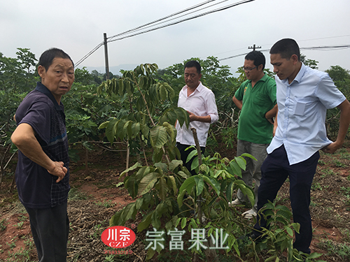 圖為：“宗富果業”裴忠富和李斌為種植戶講解管理技巧