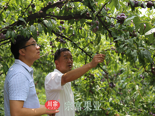 圖為：“宗富果業”裴忠富給收購商唐總推薦脆紅李