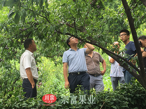 圖為：唐總等人到脆紅李園考察