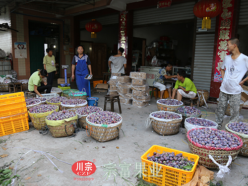 圖為：在“宗富果業”引薦下唐總設立收購點