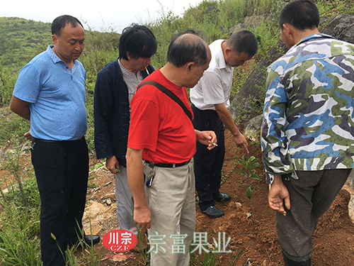 圖為：“全國勞模”冒雨為枇杷苗“看病”