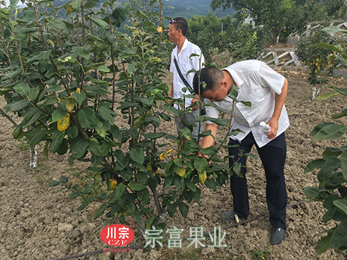 圖為：“高級果技師”裴忠富檢查梨苗