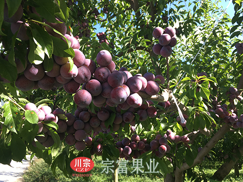 圖為：茂縣脆紅李掛滿樹枝