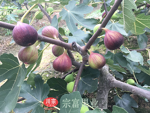 圖為：“宗富果業”基地波姬紅無花果成熟狀